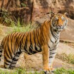 नेपालमा बाघको सङ्ख्या ‘धान्ने क्षमता’ चार सय