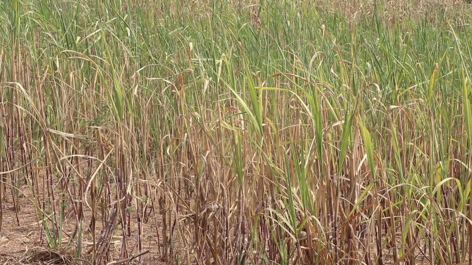 उखु किसानप्रति पूर्वप्रधानमन्त्रीद्वय नेपाल र भट्टराईको ऐक्यबद्धता