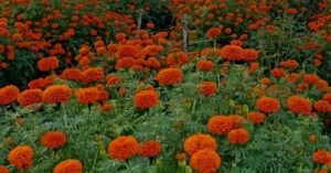 तिहारमा काठमाडौंमा ४० करोडको फूलको कारोवार हुने अनुमान