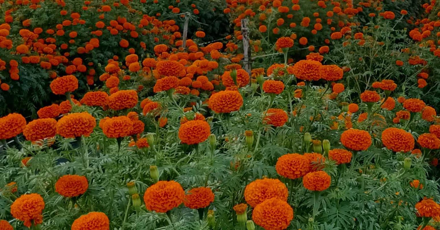 तिहारमा काठमाडौंमा ४० करोडको फूलको कारोवार हुने अनुमान