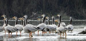आजदेखि एकै साथ जलपन्छी गणना कार्य आरम्भ
