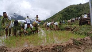 पोहोरको भन्दा यस वर्ष १२ प्रतिशतले धान रोपाइँमा कमी