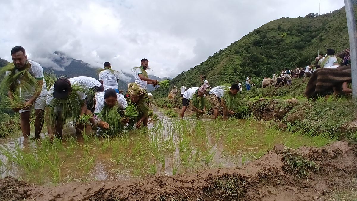 पोहोरको भन्दा यस वर्ष १२ प्रतिशतले धान रोपाइँमा कमी