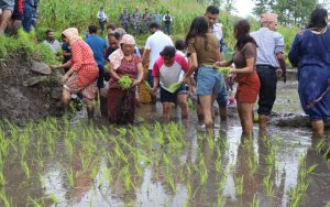 गत वर्षको तुलनामा करिब ८ प्रतिशतले रोपाइँमा कमी