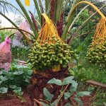 मरुभूमि भएका देशमा मात्र फल्ने उम्रने खजुर स्याङ्जामा लटरम्मै !