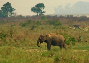 जंगली हात्तीको आक्रमणबाट सेनाका जवान घाइते