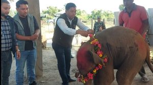 कोशी टप्पु वन्यजन्तु आरक्षमा नयाँ हात्तीको जन्म : नाम ‘भूपेन्द्र गज’