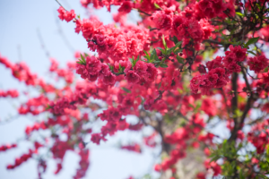 चेरी फूलले आकर्षण बढेको काठमाडौं