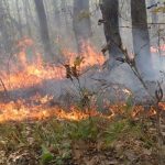 जानीजानी वनमा डढेलो लगाउने प्रवृत्ति बढ्दो