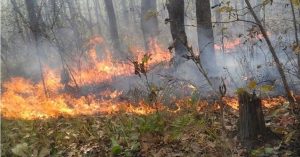 जानीजानी वनमा डढेलो लगाउने प्रवृत्ति बढ्दो