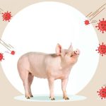 रौतहटमा स्वाइन फिभर लागेर १४ वटा बङ्गुर मरे