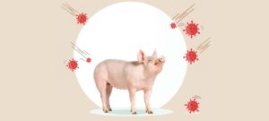 रौतहटमा स्वाइन फिभर लागेर १४ वटा बङ्गुर मरे