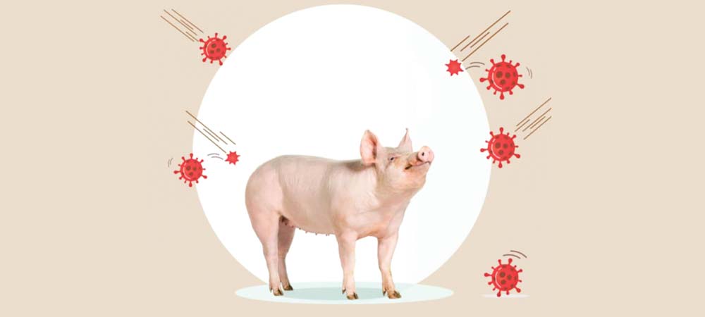 रौतहटमा स्वाइन फिभर लागेर १४ वटा बङ्गुर मरे