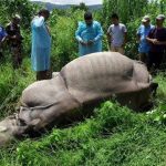 यस आर्थिक वर्षमा गैंडासहित ५७ वटा वन्यजन्तु मरे