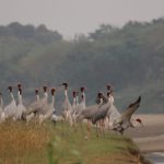 धेरै पन्छीको आश्रयस्थल लुम्बिनी सिमसारमा रमाउँदै सारस