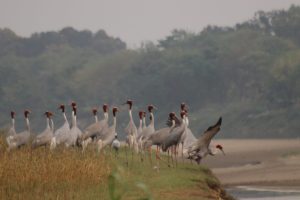 धेरै पन्छीको आश्रयस्थल लुम्बिनी सिमसारमा रमाउँदै सारस
