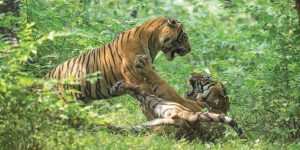 शुक्ला–लालझाडी–जोगबुडा कम्प्लेक्समा बाघ गणना