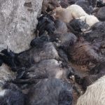 बाजुरामा चट्याङबाट ३९ भेंडाबाख्रा मरे