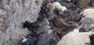 बाजुरामा चट्याङबाट ३९ भेंडाबाख्रा मरे