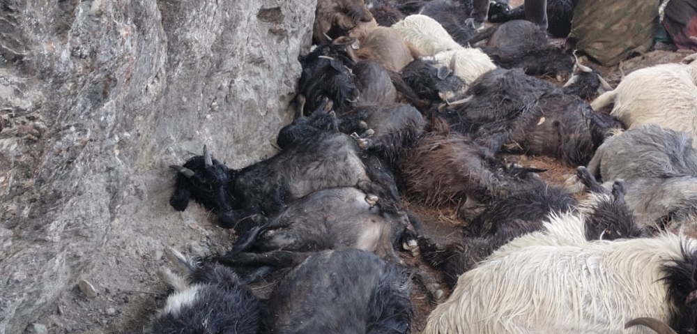 बाजुरामा चट्याङबाट ३९ भेंडाबाख्रा मरे