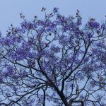 वसन्त ऋतुमा ज्याकाराण्डाका मनोहर वैजनी रङ