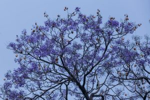 वसन्त ऋतुमा ज्याकाराण्डाका मनोहर वैजनी रङ