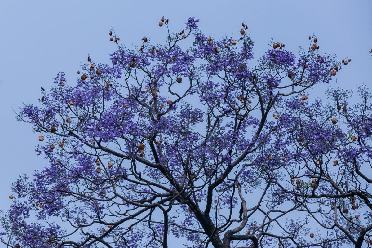 वसन्त ऋतुमा ज्याकाराण्डाका मनोहर वैजनी रङ
