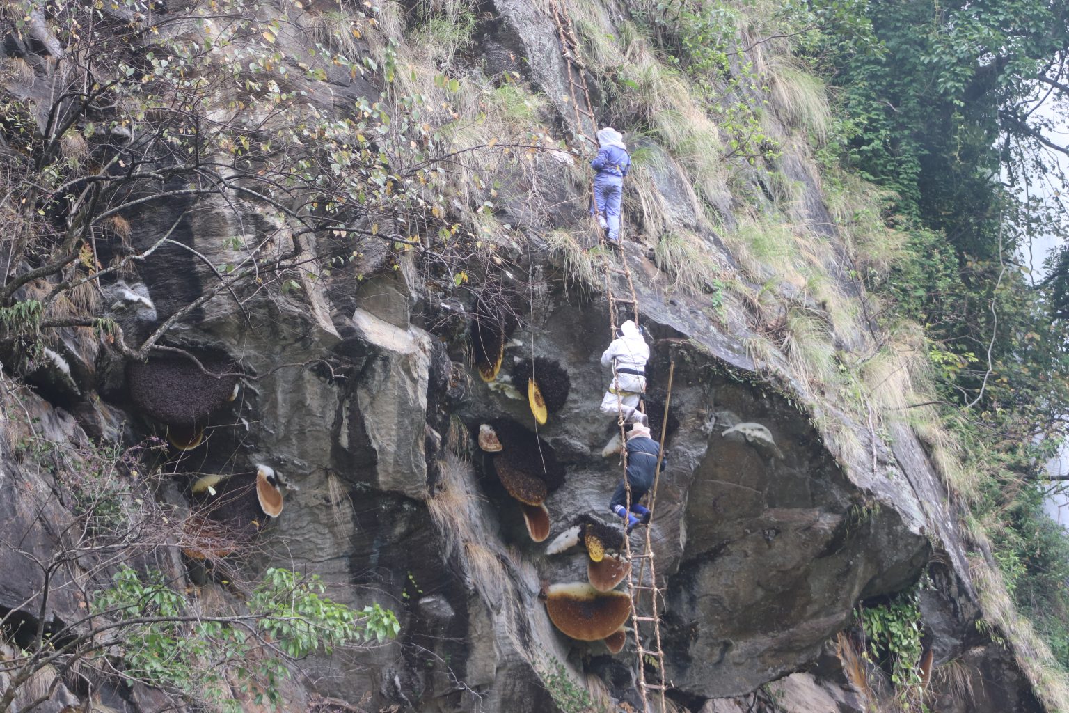 मह काढ्ने परम्परालाई जीवन्त राख्न पुस्ता हस्तान्तरण