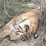 चितवन निकुञ्जमा बाघ मृत फेला