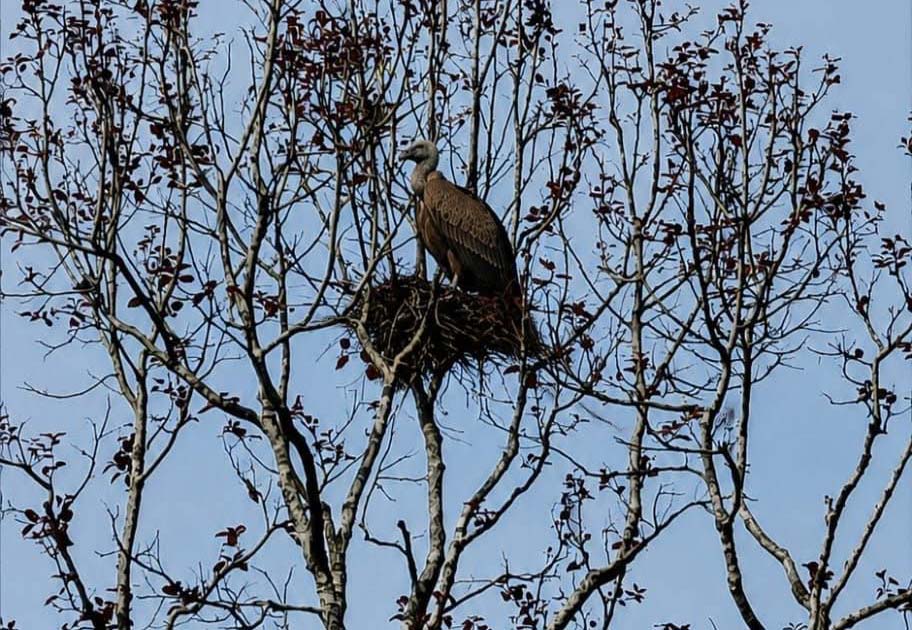 अर्घाखाँची गिद्धका लागि वासस्थानका रूपमा परिचित हुँदै