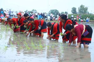 नार्कमा राष्ट्रिय धान दिवस सम्पन्न