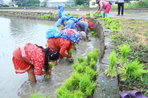 देशभर ५० प्रतिशत धान रोपाइँ सम्पन्न