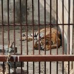 समस्याग्रस्त बाघ व्यवस्थापन गर्न ‘टाइगर सेन्चुरी’ योजना