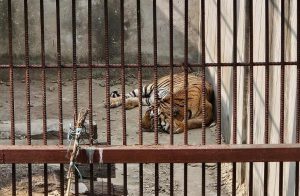 समस्याग्रस्त बाघ व्यवस्थापन गर्न ‘टाइगर सेन्चुरी’ योजना