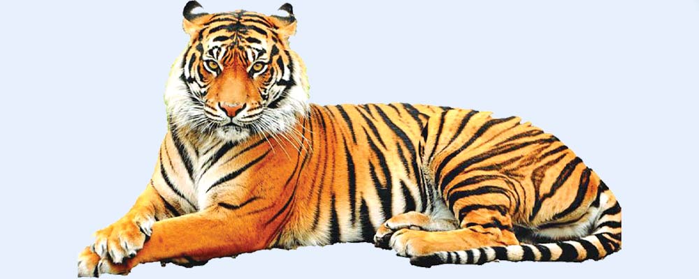 नेपालमा बाघको संख्या ४ सय २९ पुग्यो