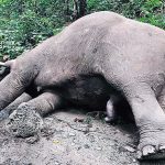 चितवनमा रोनाल्डो हात्तीको दुःखद अन्त्य