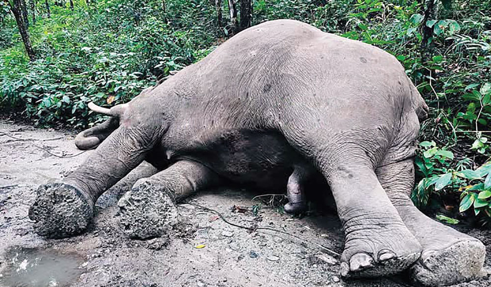 चितवनमा रोनाल्डो हात्तीको दुःखद अन्त्य